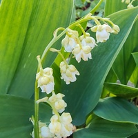 Convallaria majalis 'Flore Pleno'